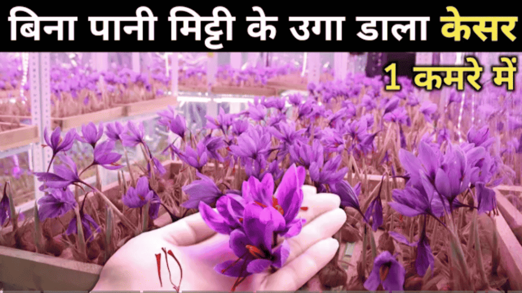 science behind saffron Farming - earn 20 lakhs/annual